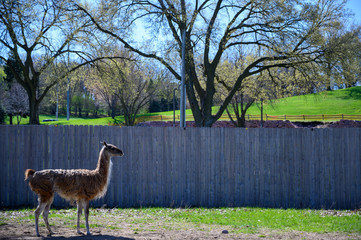 Guanaco standing on dirt patch in front of wooden fence