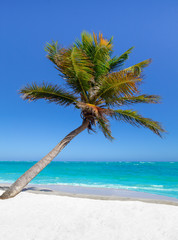 Fototapeta na wymiar Palm tree, golden sand turquoise water in the Caribbean Sea