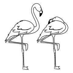 exotic flemish couple birds with different poses