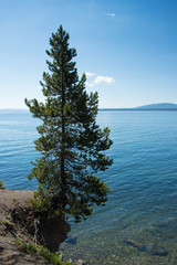 Pine tree on the border of the lake - Yellowstone National Park