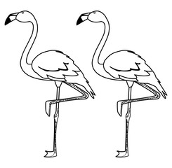 exotic flemish couple birds with heads up