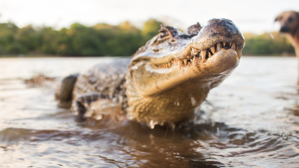 Small alligator shows teeth after catching food in pond