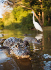 Small alligator floating in water with fearless great egret (ardea alba) in background