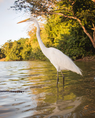 Great egret (ardea alba) stands in water waiting for prey