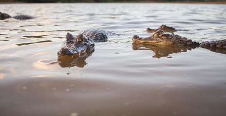 Group of small alligators floating in pond