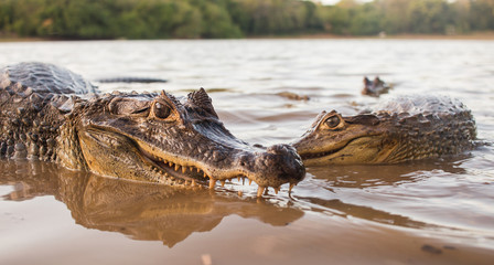 Two small alligators stare down the camera sideways, showing their teeth