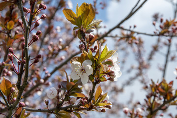 Flowering branches of Apple trees, spring flowering in the garden, pistils and stamens