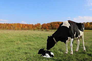 Holstein Cows checking on her newborn calf on a beautiful fall day with maple tree bush in full autumn colors in background