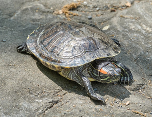 Turtle