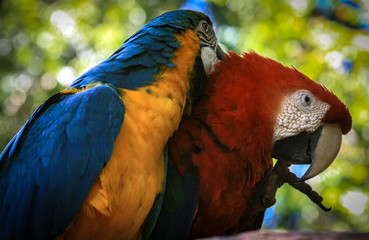 Brazilian Parrots