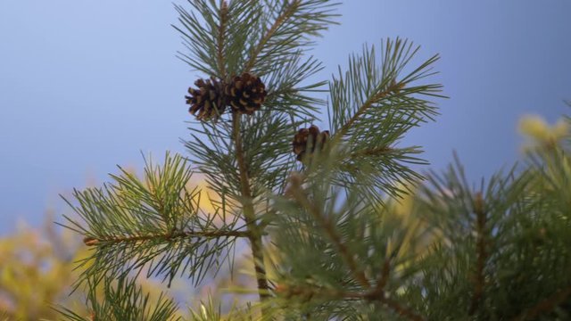 Bottom View Of Pine Cones In The Tree With Wind In Slowmotion in a french garden whith a nice weather and blue sky