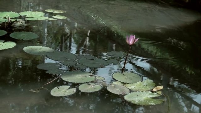 Lotus flower in fish pond stcok footage