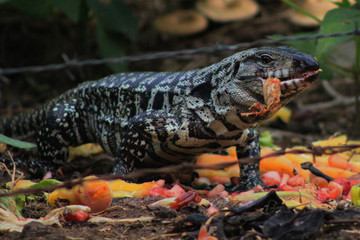 Lagarto