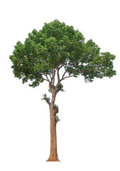 Obraz premium drzewo na białym tle