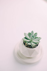 Green succulent in a white pot on white. white table