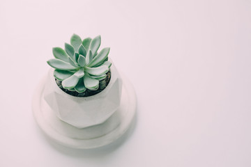 Green succulent in a white pot on white. white table