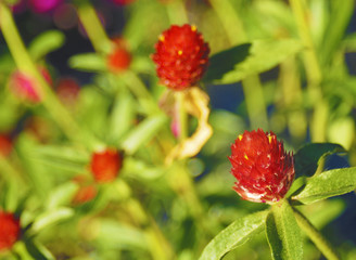 red flower in garden