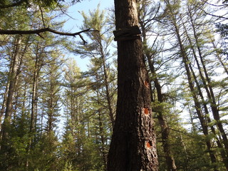 wild, wilderness, trees, forest, background, nature, natural, spring, woods, woodland, lakes shore, lake, cover, filler