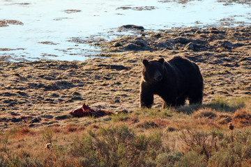 Male Grizzly standing guard over elk fawn carcass next to Yellowstone river in Yellowstone National Park Wyoming United States