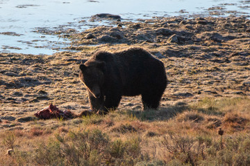 Obraz na płótnie Canvas Male Grizzly standing guard over elk fawn carcass next to Yellowstone river in Yellowstone National Park Wyoming United States