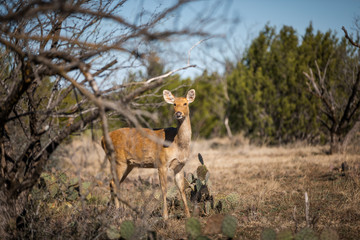 Wild life