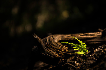 Little Fern