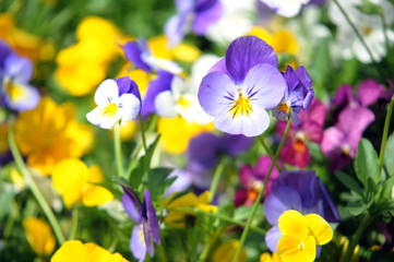 purple and yellow crocuses
