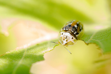 Tortoise Beetle