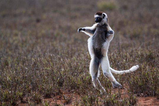 Dancing Verreaux's sifaka (Propithecus verreauxi), Berenty Nature Reserve, Androy area, Madagascar, Africa