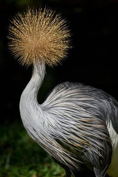 Black crowned crane (Balearica pavonina), captive, Germany, Europe