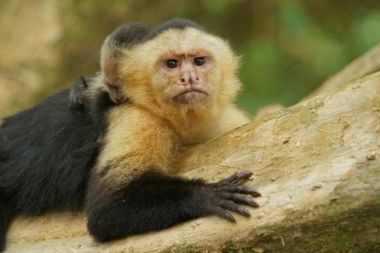 White-headed Capuchin (Cebus capucinus), female with young on tree trunk, animal portrait, Costa Rica, Central America