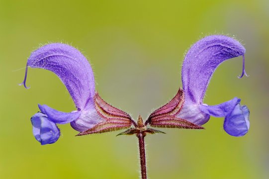Meadow Sage blossom (Salvia pratensis)