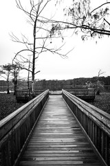 Wooden bridge over a swamp 