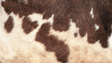 Texture of a cow skin