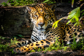 Jaguar taking a break 