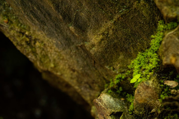 Moss on Rock