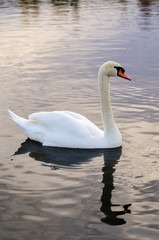 swan on lake
