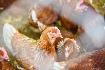Chicken feeding in cage agriculture on indoors chicken farming product for egg