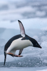 Adelie penguins jumps over moving ice in Antarctica © willtu