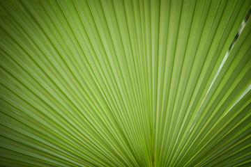 Natural green patterns / Green palm tree leaf texture on natural and sunlight background