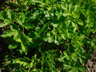  Parsley grows in the garden