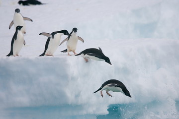 Adelie penguins leaping from an Antarctic iceberg