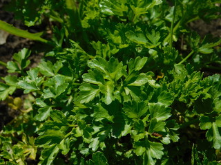  Parsley grows in the garden
