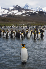 A King penguin stands in the river in front of the snowy peaks of South Georgia Island © willtu