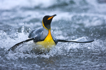 King penguin rides a wave into shore at South Georgia Island