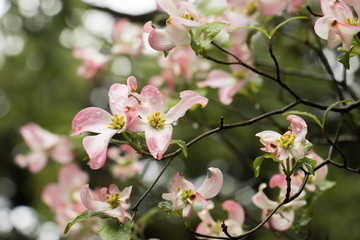 Fototapeta na wymiar ピンク色のハナミズキの花と雨粒