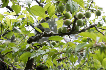 雨上がりの新緑と梅の実