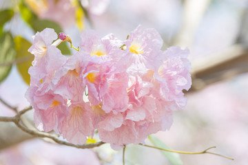 close up of Tabebuia rosea pink trumpet tree 