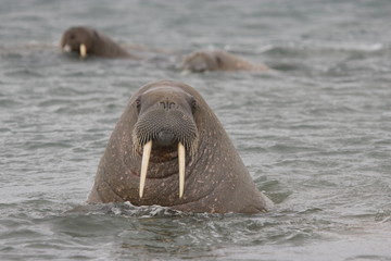 Walrus in the Arctic