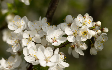 Flowers of fruit trees